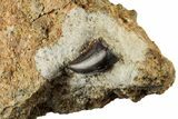 Serrated, Tyrannosaur Tooth In Rock - Two Medicine Formation #192638-3